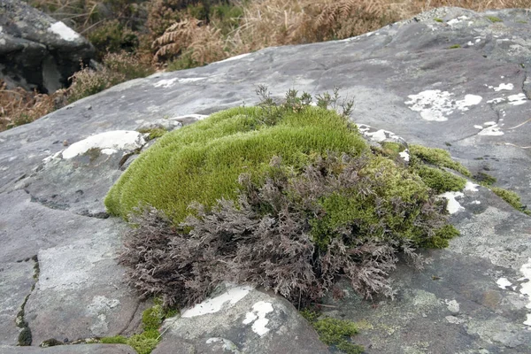 Sfondo Naturale Con Muschio Licheni Che Crescono Una Pietra Vicino — Foto Stock