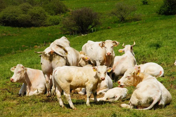 Κοπάδι Των Αγελάδων Λευκό — Φωτογραφία Αρχείου