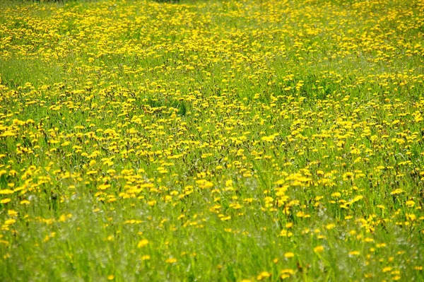 Prairie Avec Pissenlit Fleuri — Photo