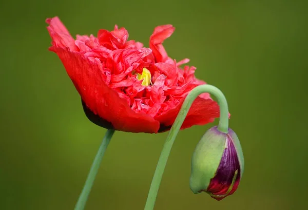 Doppelmohn Mit Blüte Und Knospe — Stockfoto