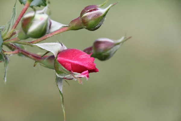 Bourgeons Rouges Rose Grimpante — Photo