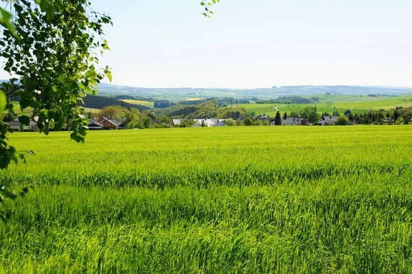 Зерновое Поле Вблизи Морбаха Хайнцерата Хансрк — стоковое фото