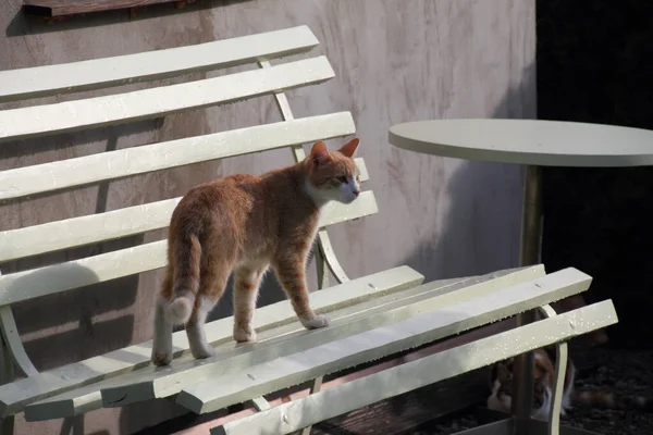 Kırmızı Kedi Bankta — Stok fotoğraf