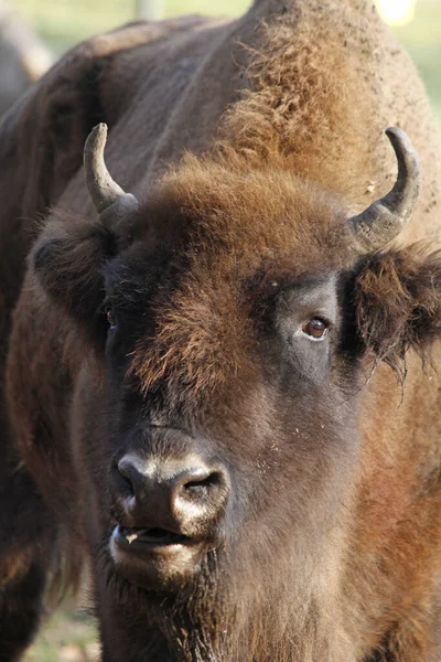 Close Bison Field — стоковое фото