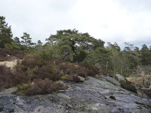 Rural Landscape Conifers Rocks Norway — Stock Photo, Image
