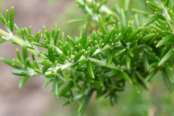 Rosmarino Verde Flora Vegetale Vegetale — Foto Stock