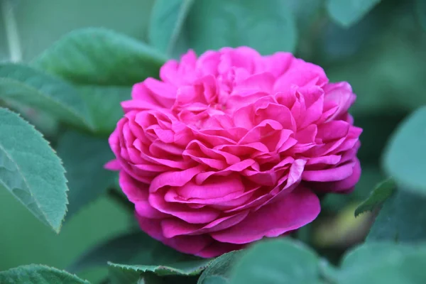 Розовый Гибрид Розы Лепестки Цветов Rosa Rescht — стоковое фото