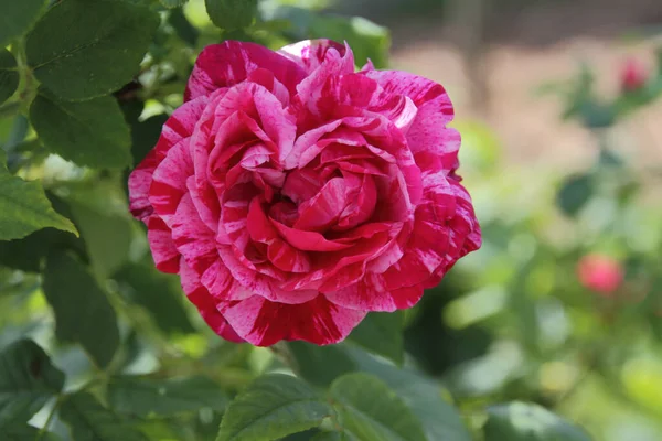 Rosa Pétalas Flores Flora — Fotografia de Stock