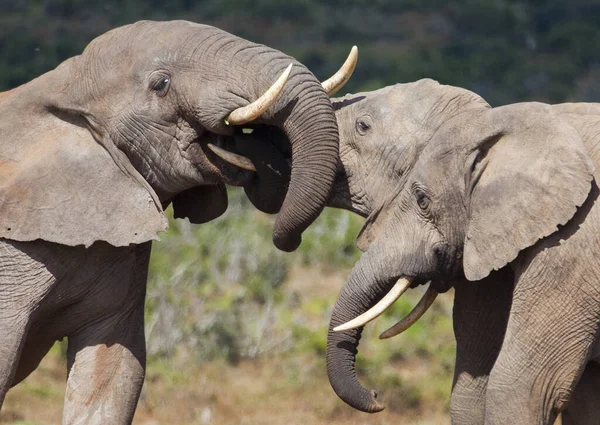 Elefanten Addo Elephantpark Südafrika — Stockfoto