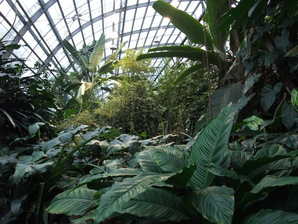 熱帯植物の多い温室の中で — ストック写真