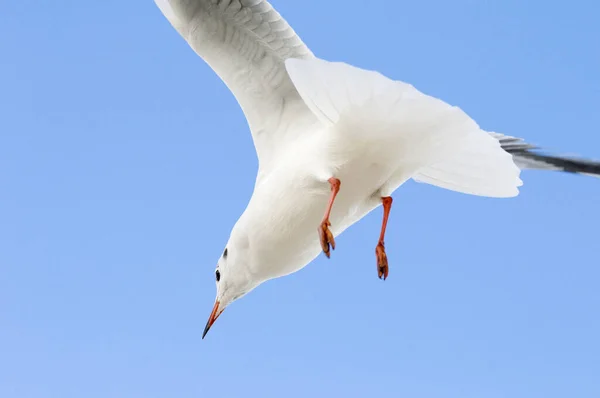 Güzel Tatlı Martı Kuşunun Manzarası — Stok fotoğraf