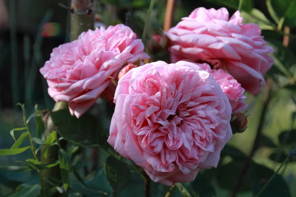 Пелюстки Троянд Флора — стокове фото