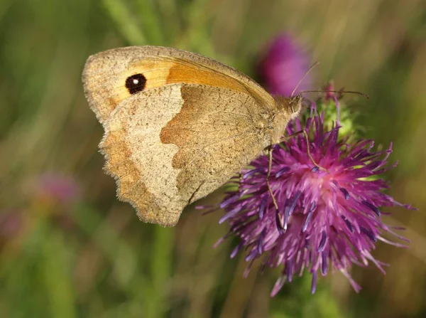 Motyl Kwiatku — Zdjęcie stockowe