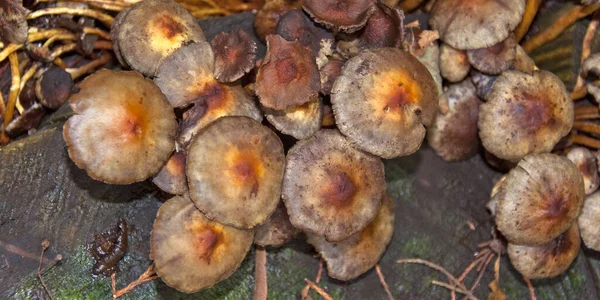 Gombák Varangy Gomba Spóra Csapágy Gyümölcsöző Test — Stock Fotó