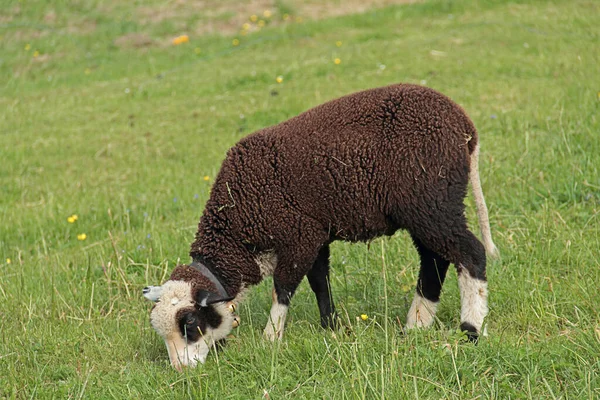 Als Landbouwhuisdier Gehouden Schapen Grasland — Stockfoto