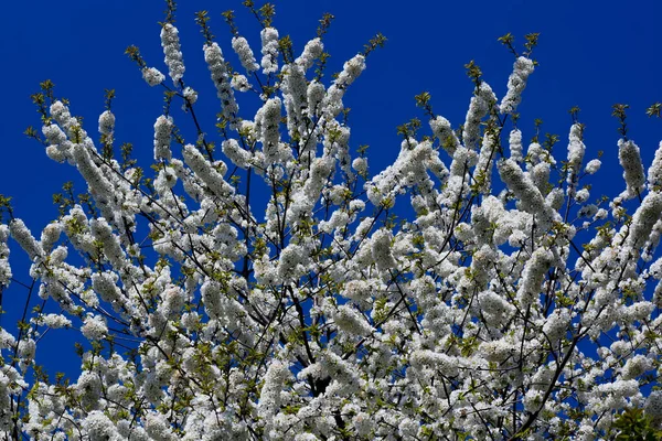 Blooming Cherry Tree Spring — Stock Photo, Image