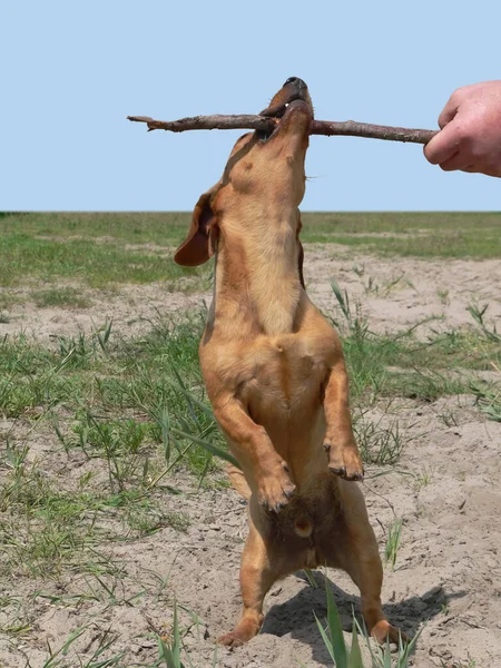 夏の間棒で遊んでいる間にソーセージ犬の屋外撮影 — ストック写真