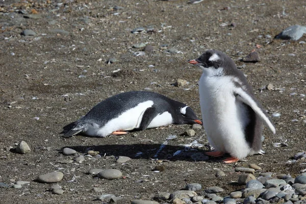 Antarktisz Pingvinjei Természetes Állatvilág — Stock Fotó