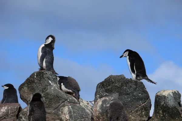 Pinguïns Van Antarctica Natuur Fauna — Stockfoto