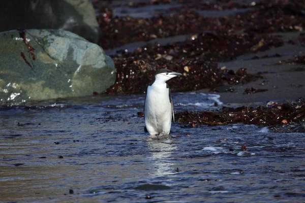 Pinguïns Van Antarctica Natuur Fauna — Stockfoto