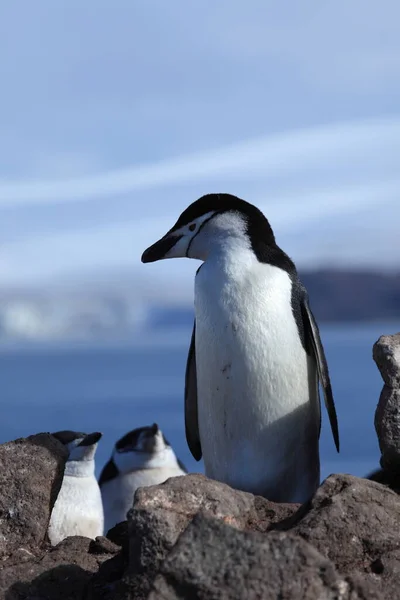 Tučňáci Antarktidy Přírodní Fauny — Stock fotografie