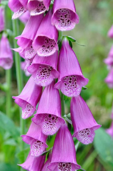 Finger Hatt Rosa Sommaren Schwarzwald — Stockfoto