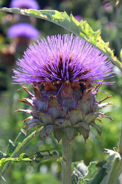 thistle wild field flower, flora and nature