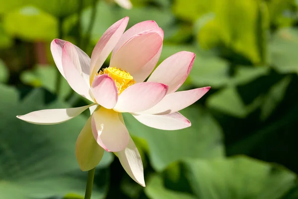 Indian Lotus Flower Exotic Plant Nature — Stock Photo, Image