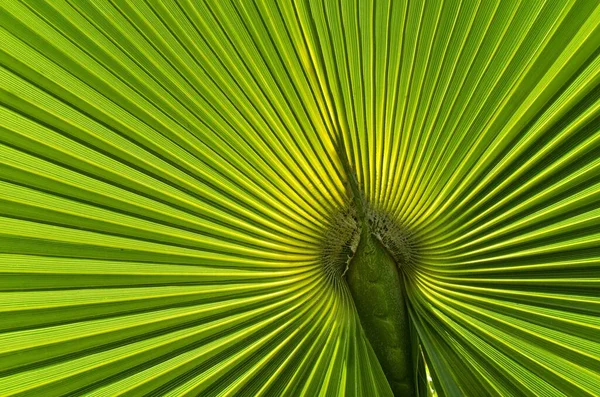 Palm Leaves Spain Copy Space — Stock Photo, Image