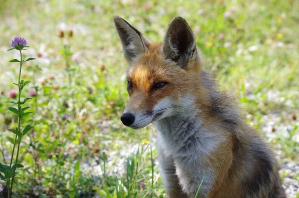 Renard Roux Vulpes Dama Sur Nature — Photo