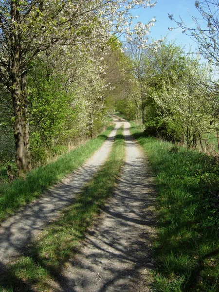 Straße Frühjahr — Stockfoto