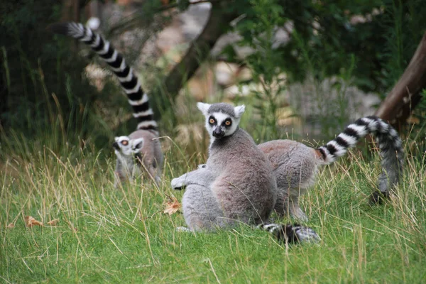 Lémur Cola Anillada Animales Flora Fauna — Foto de Stock