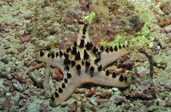 Estrella Mar Criatura Acuática — Foto de Stock