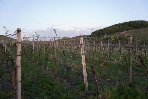 Viñedo Campo —  Fotos de Stock