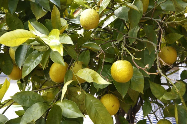 Composition Citrus Fruits Closeup Shot — Stock Photo, Image