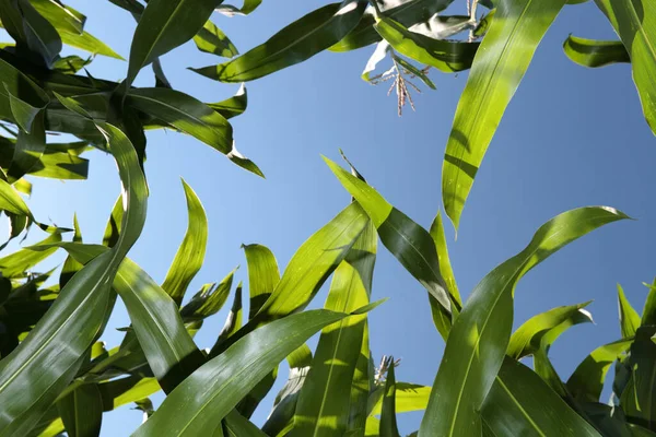 Blick Auf Maisfeld Landwirtschaftliches Konzept — Stockfoto