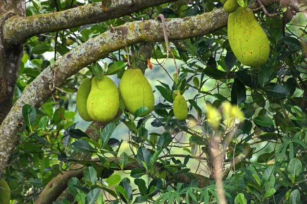 Algumas Jaquetas Uma Árvore Uganda África — Fotografia de Stock