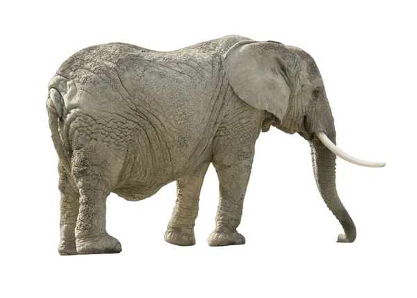 Afrikanischer Elefant Weißen Rücken — Stockfoto