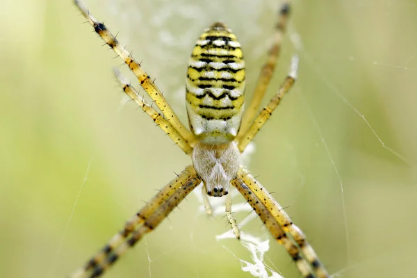 Araña Trampa Para Insectos Animal — Foto de Stock