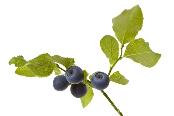 蓝莓一种带有蓝莓的分枝 背景为白色 — 图库照片
