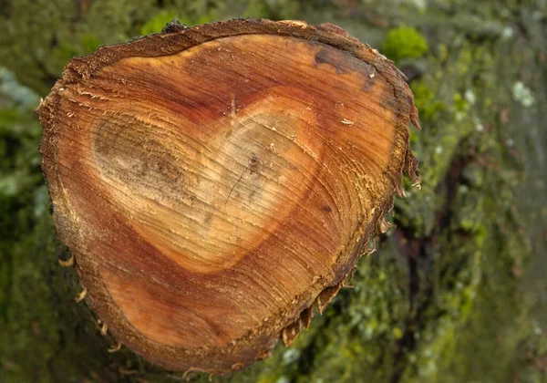 Corte Árvore Grande Ramo Com Forma Coração Madeira — Fotografia de Stock