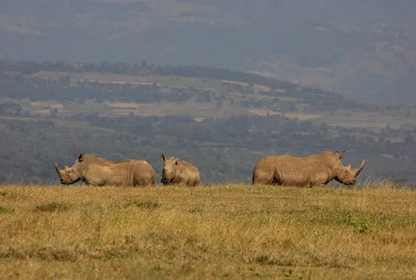 Африканский Рогатый Носорог Флора Фауна Африканские Рогатые — стоковое фото