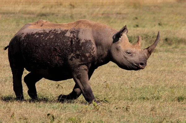 Rinoceronte Flora Fauna Cuernos Africanos Cuernos Africanos —  Fotos de Stock