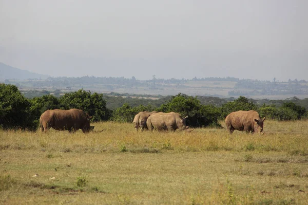 Rinoceronte Chifre Africano Flora Fauna Chifres Africanos — Fotografia de Stock