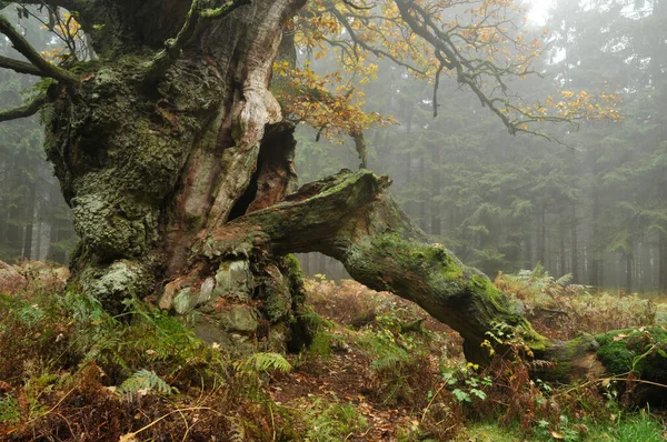 Hofeiche Reinhardswald — Stockfoto