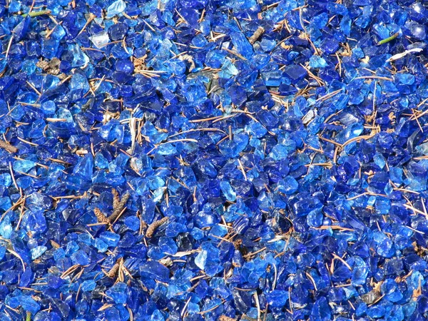 Modrá Skleněná Věrnost Květinové Záhoně — Stock fotografie