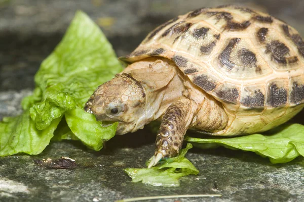 Rettile Tartaruga Lucertola Animale — Foto Stock