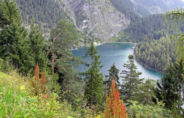 Belle Forêt Nature Sur Fond — Photo