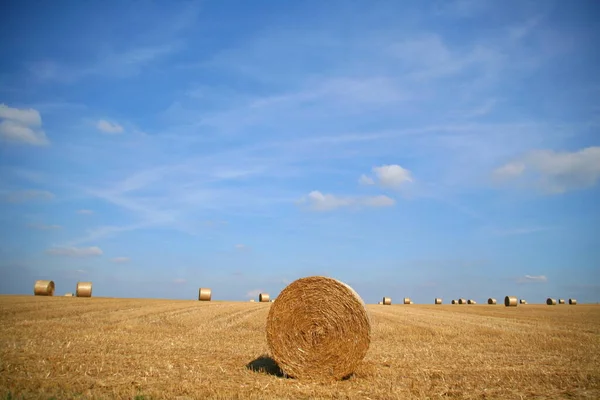 Campo Milho Com Fardos Agricultura — Fotografia de Stock