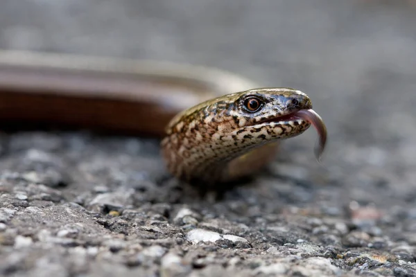 도마뱀 — 스톡 사진